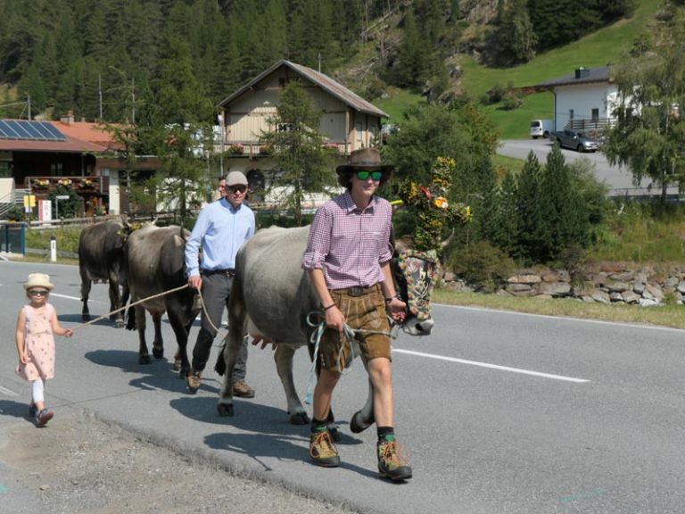 Kühe marschieren begleitet von Männern und einem Mädchen von der Alm ins Tal.
