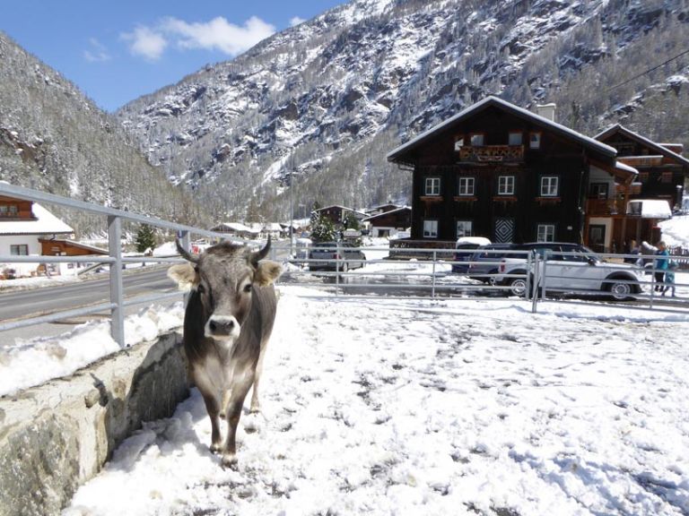 Ein Kuh steht im Schnee